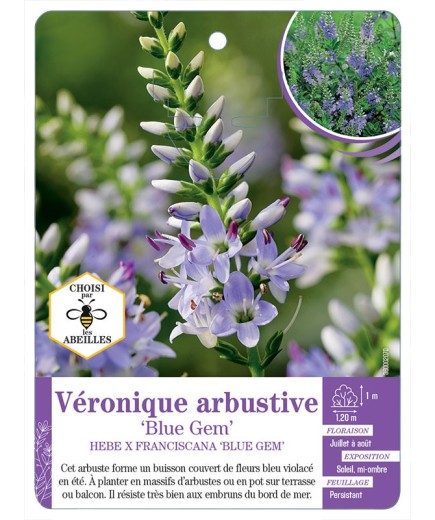 HEBE X FRANCISCANA BLUE GEM voir Véronique arbustive