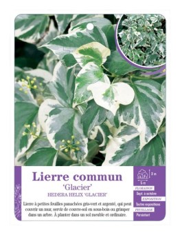 HEDERA HELIX GLACIER voir Lierre commun