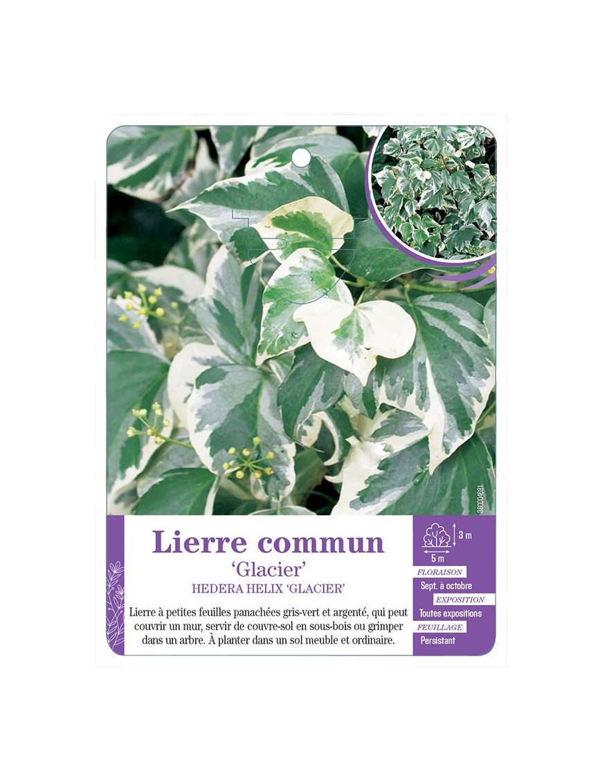 HEDERA HELIX GLACIER voir Lierre commun