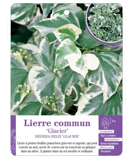 HEDERA HELIX GLACIER voir Lierre commun