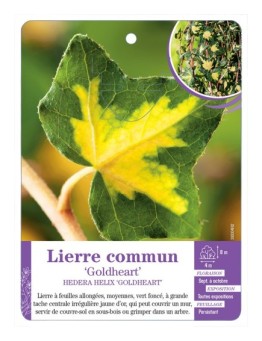 HEDERA HELIX GOLDHEART voir Lierre commun