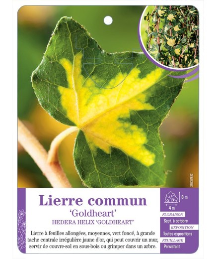 HEDERA HELIX GOLDHEART voir Lierre commun