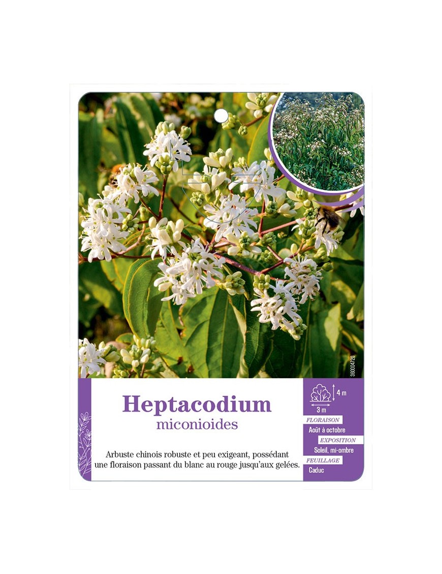 HEPTACODIUM MICONIOIDES