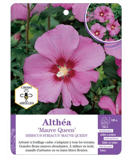 HIBISCUS SYRIACUS MAUVE QUEEN voir Althéa
