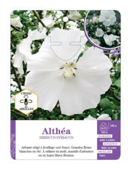 HIBISCUS SYRIACUS voir Althéa (blanc pur)
