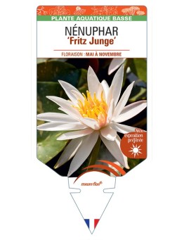NYMPHAEA Fritz Junge voir NÉNUPHAR