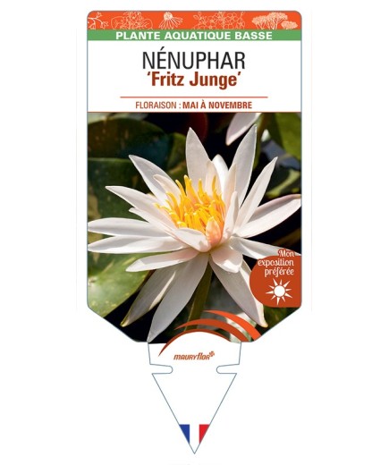 NYMPHAEA Fritz Junge voir NÉNUPHAR