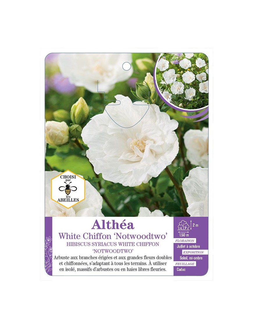 HIBISCUS SYRIACUS WHITE CHIFFON NOTWOODTWO voir Althéa