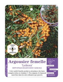 HIPPOPHAE FEMELLE LEIKORA voir Argousier