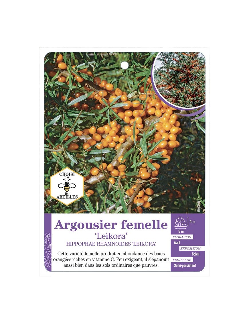HIPPOPHAE FEMELLE LEIKORA voir Argousier