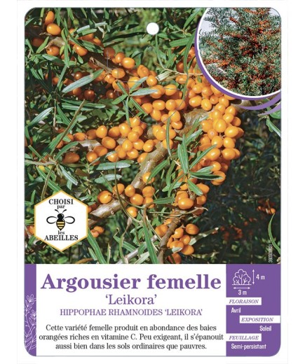 HIPPOPHAE FEMELLE LEIKORA voir Argousier