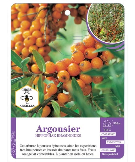 HIPPOPHAE RHAMNOIDES voir Argousier