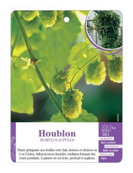 HUMULUS LUPULUS voir Houblon