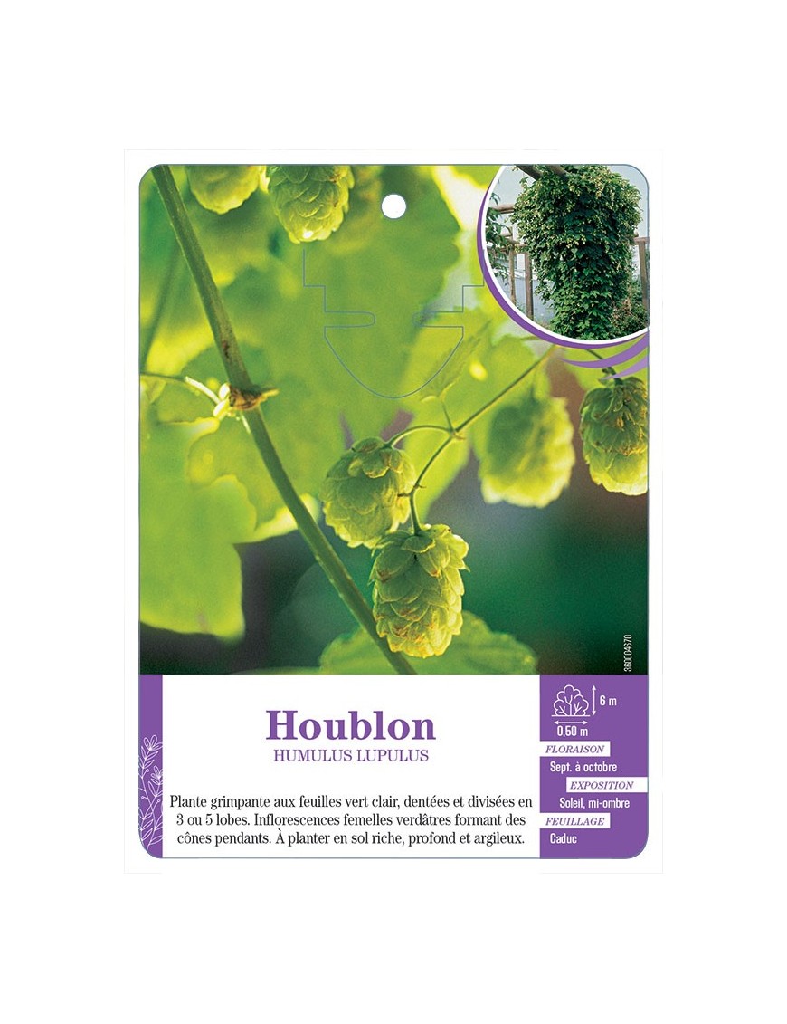 HUMULUS LUPULUS voir Houblon