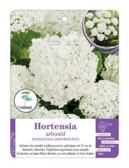 HYDRANGEA ARBORESCENS voir Hortensia arbustif