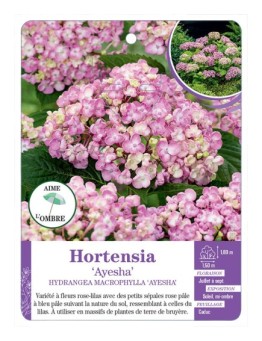 HYDRANGEA MACROPHYLLA AYESHA voir Hortensia