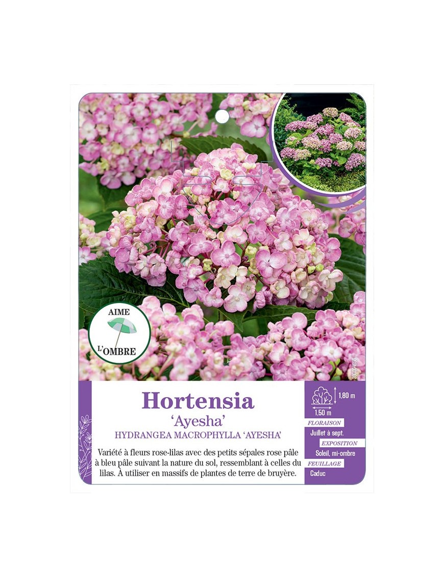 HYDRANGEA MACROPHYLLA AYESHA voir Hortensia