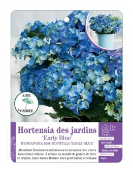HYDRANGEA MACROPHYLLA EARLY BLUE voir Hortensia des jardins
