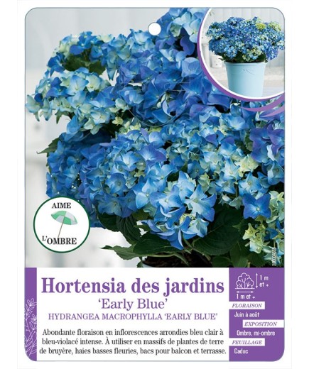 HYDRANGEA MACROPHYLLA EARLY BLUE voir Hortensia des jardins