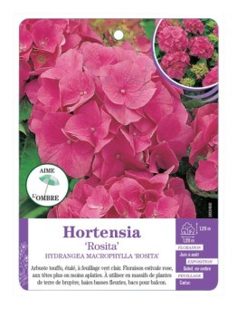 HYDRANGEA MACROPHYLLA ROSITA voir Hortensia