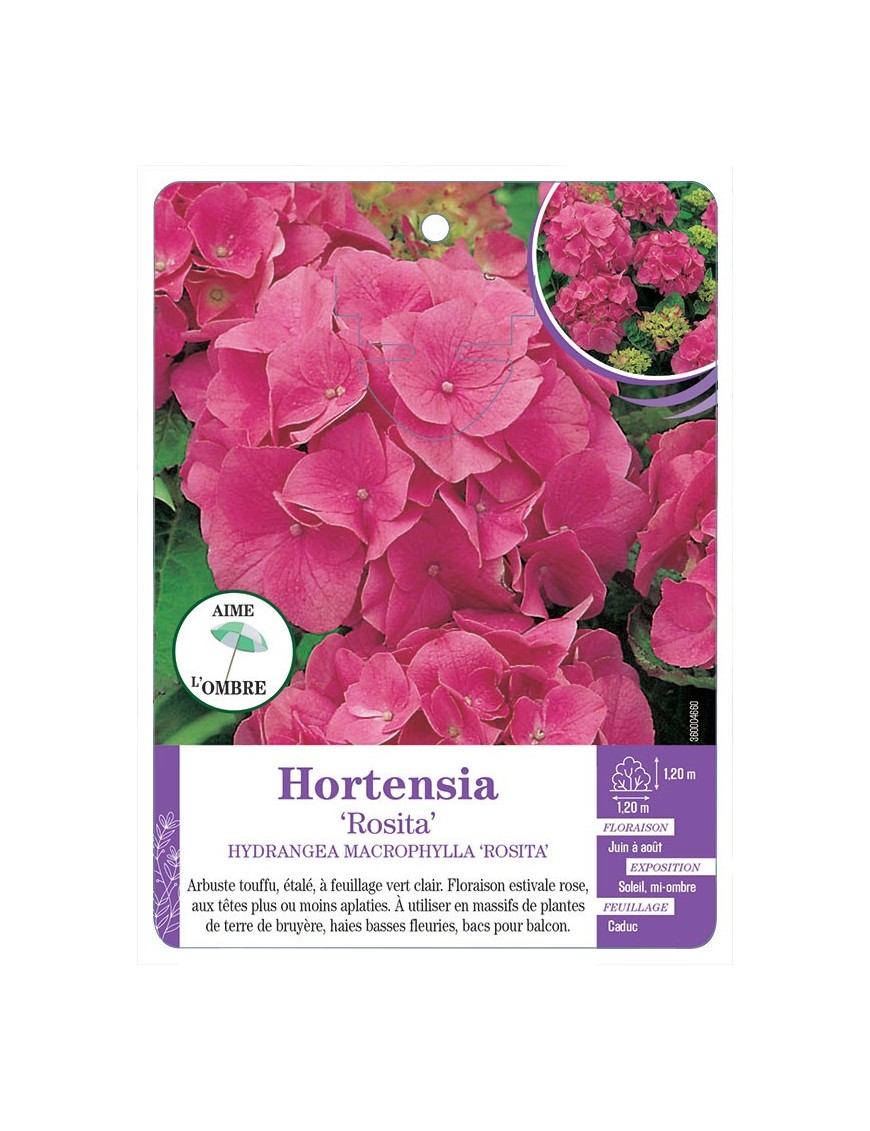 HYDRANGEA MACROPHYLLA ROSITA voir Hortensia