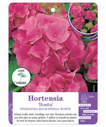 HYDRANGEA MACROPHYLLA ROSITA voir Hortensia