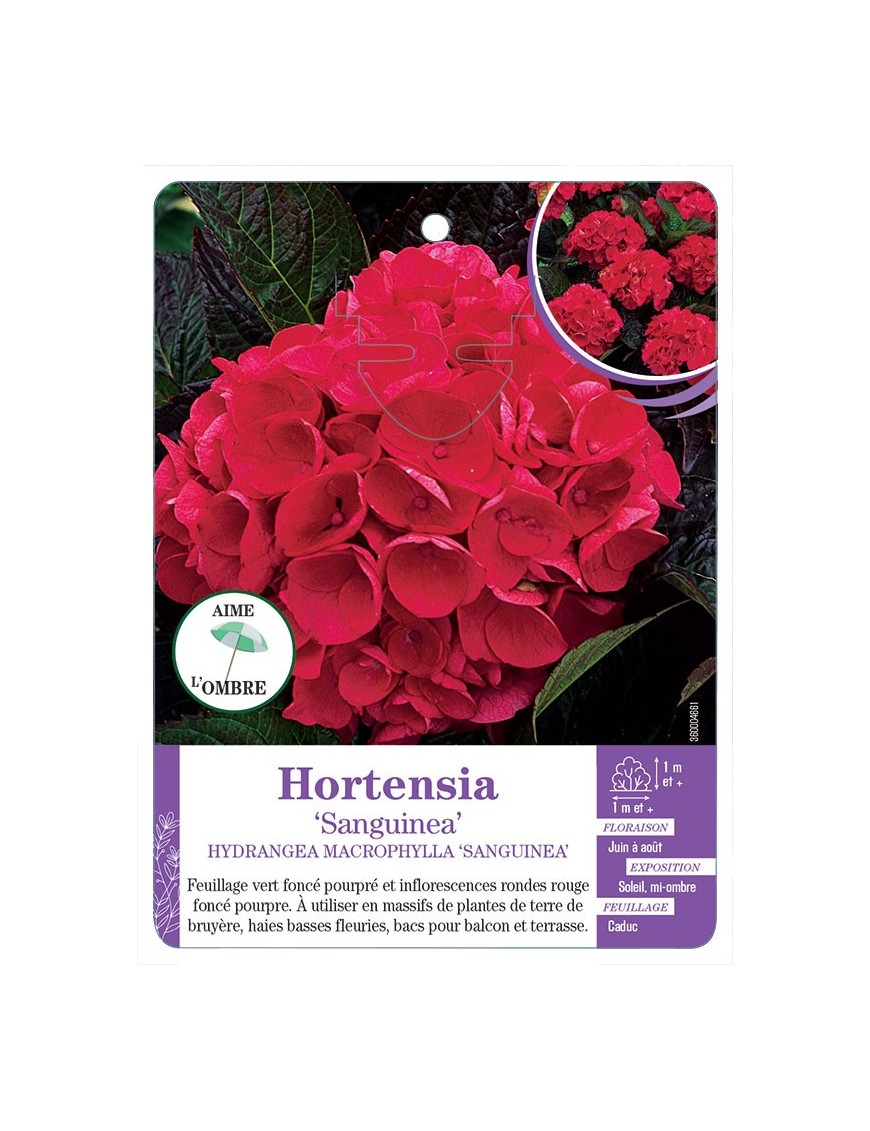 HYDRANGEA MACROPHYLLA SANGUINEA voir Hortensia