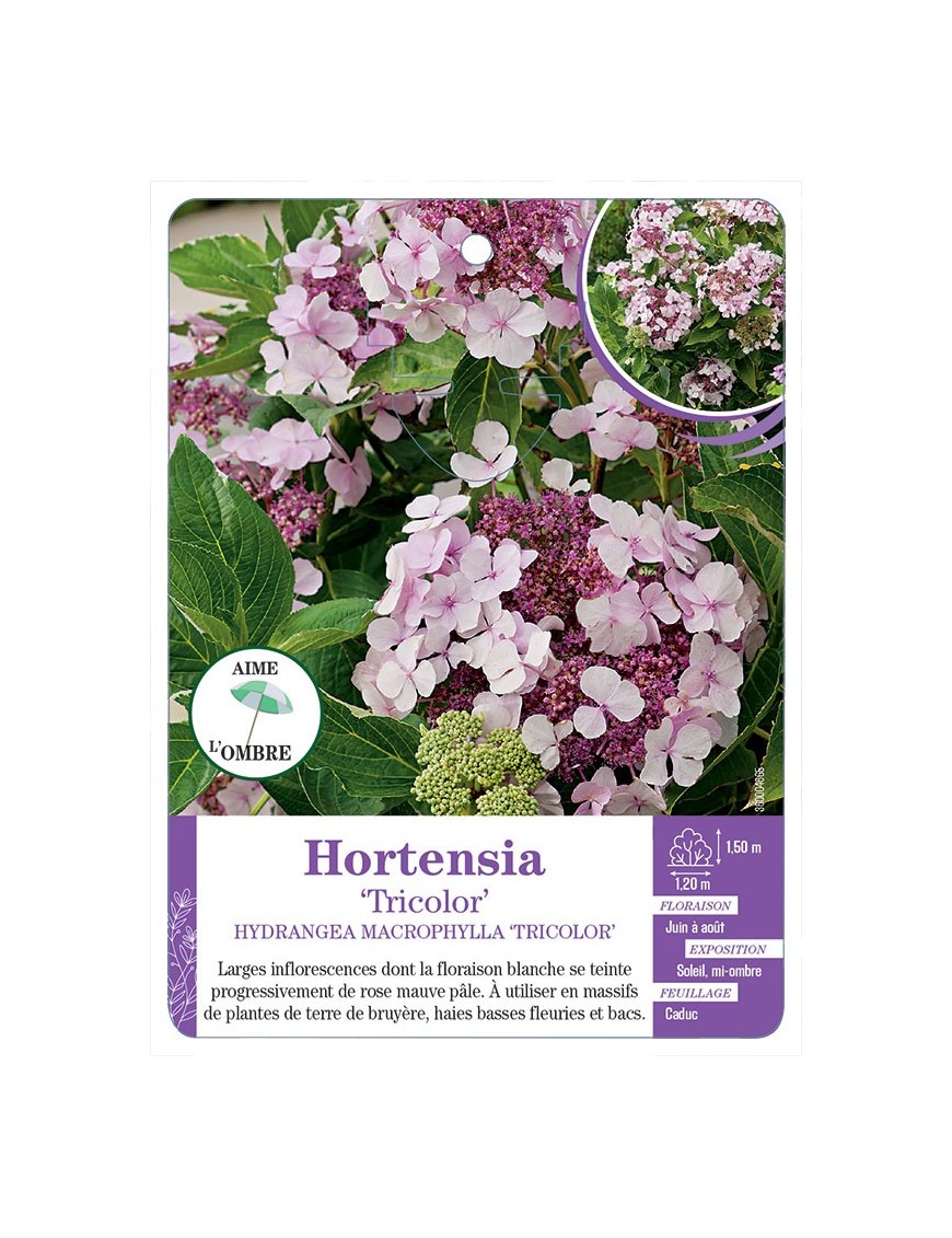 HYDRANGEA MACROPHYLLA TRICOLOR voir Hortensia