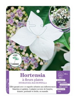 HYDRANGEA MACROPHYLLA voir Hortensia à fleurs plates (blanc)