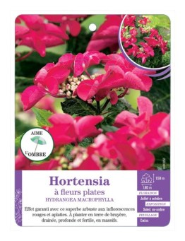 HYDRANGEA MACROPHYLLA voir Hortensia à fleurs plates (rouge)