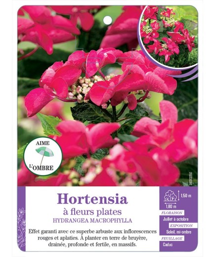 HYDRANGEA MACROPHYLLA voir Hortensia à fleurs plates (rouge)