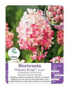 HYDRANGEA PANICULATA DIAMANT ROUGE® RENDIA voir Hortensia