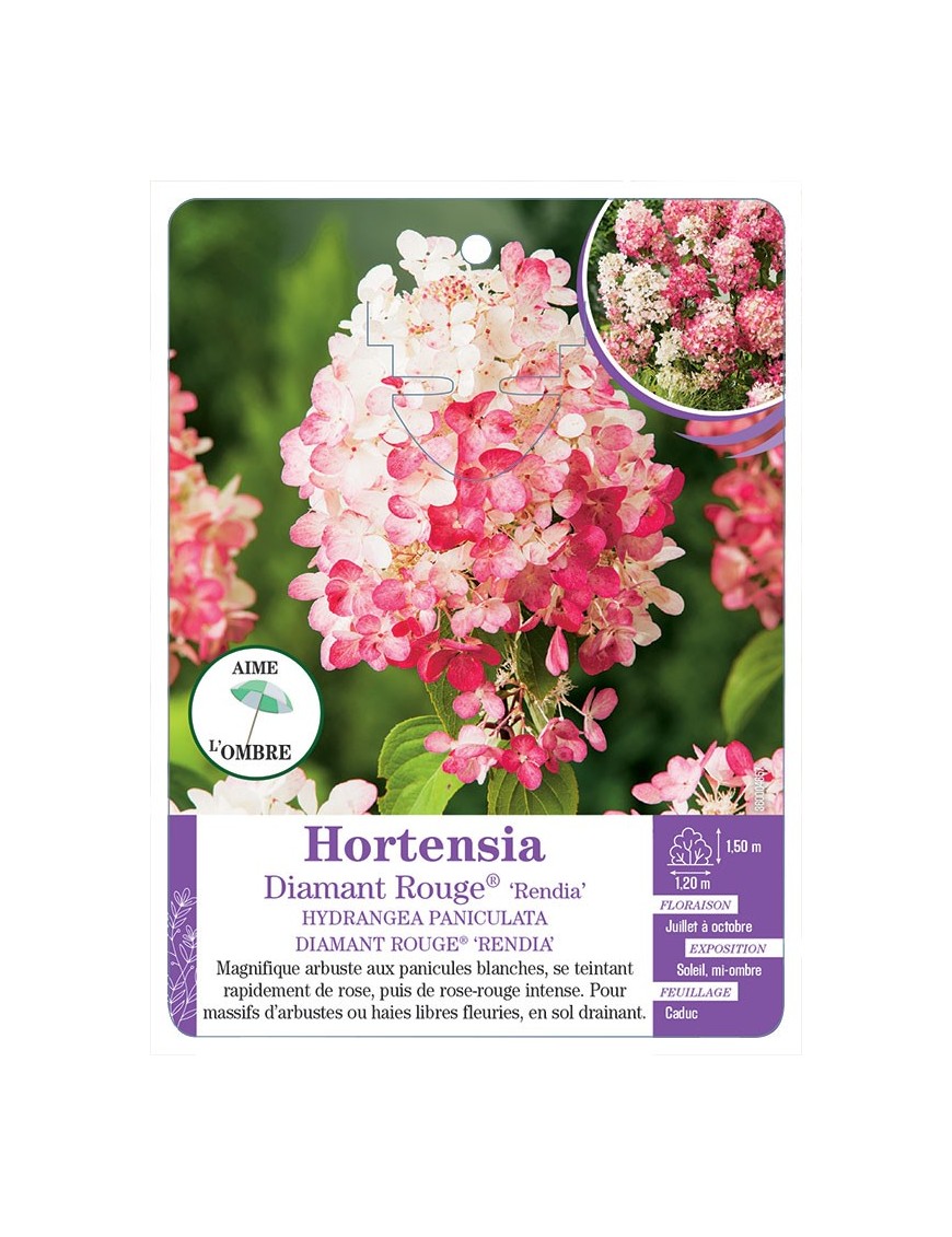 HYDRANGEA PANICULATA DIAMANT ROUGE® RENDIA voir Hortensia