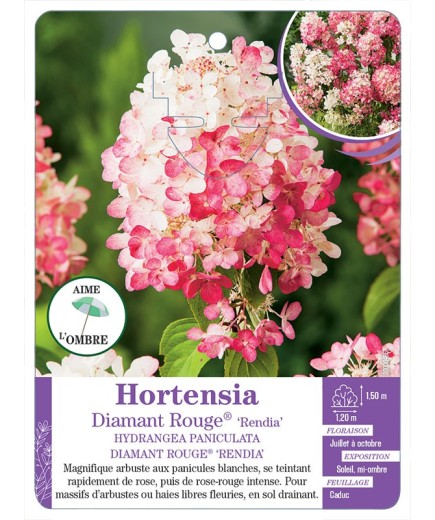 HYDRANGEA PANICULATA DIAMANT ROUGE® RENDIA voir Hortensia