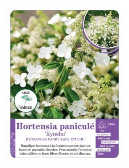 HYDRANGEA PANICULATA KYUSHU voir Hortensia paniculé