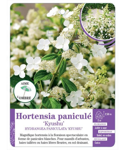 HYDRANGEA PANICULATA KYUSHU voir Hortensia paniculé