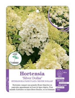 HYDRANGEA PANICULATA SILVER DOLLAR voir Hortensia