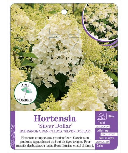 HYDRANGEA PANICULATA SILVER DOLLAR voir Hortensia
