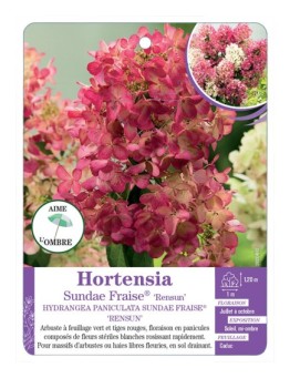 HYDRANGEA PANICULATA SUNDAE FRAISE® RENSUN voir Hortensia