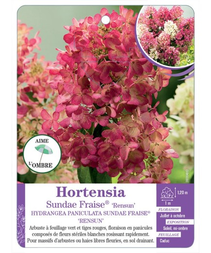 HYDRANGEA PANICULATA SUNDAE FRAISE® RENSUN voir Hortensia
