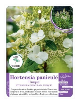 HYDRANGEA PANICULATA UNIQUE voir Hortensia paniculé