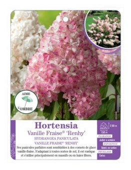 HYDRANGEA PANICULATA VANILLE FRAISE® RENHY voir Hortensia