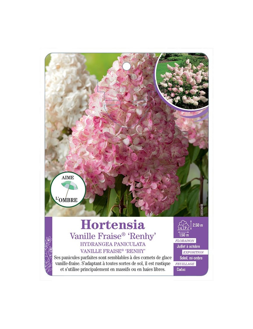 HYDRANGEA PANICULATA VANILLE FRAISE® RENHY voir Hortensia