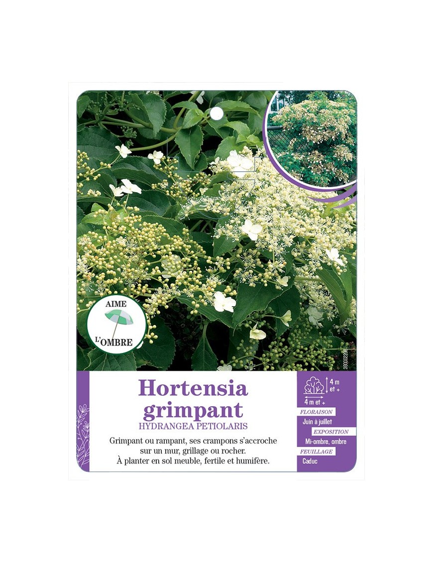 HYDRANGEA PETIOLARIS voir Hortensia grimpant