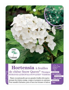 HYDRANGEA QUERCIFOLIA SNOW QUEEN voir Hortensia à feuilles de chêne