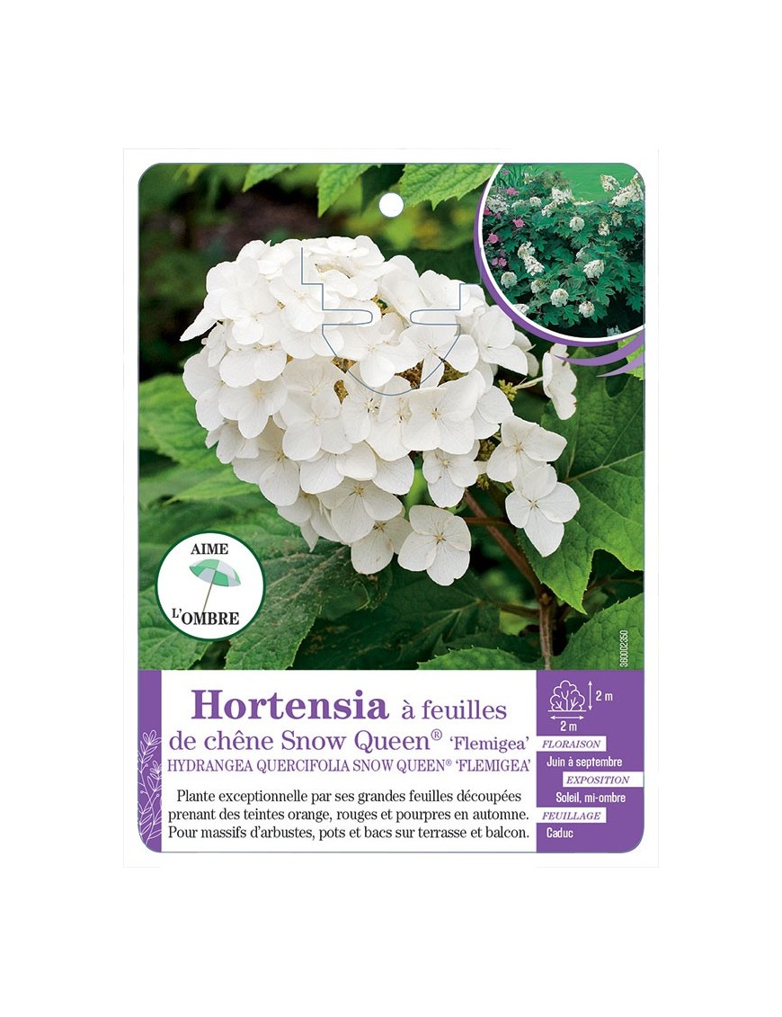 HYDRANGEA QUERCIFOLIA SNOW QUEEN voir Hortensia à feuilles de chêne