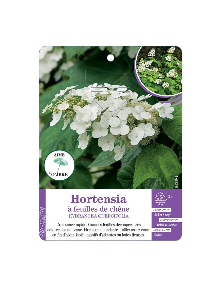 HYDRANGEA QUERCIFOLIA voir Hortensia à feuilles de chêne