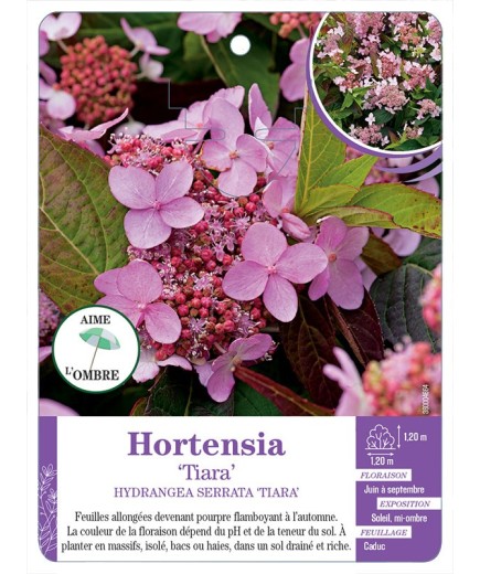HYDRANGEA SERRATA TIARA voir Hortensia