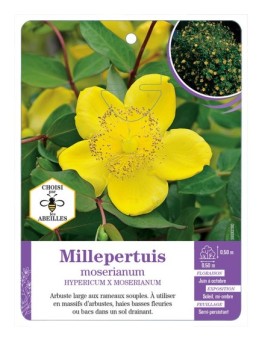 HYPERICUM X MOSERIANUM voir Millepertuis