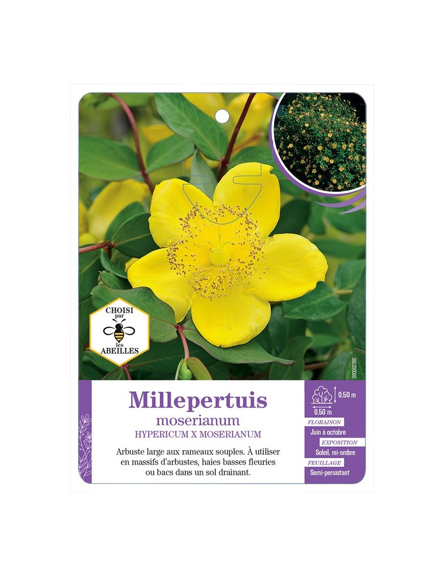 HYPERICUM X MOSERIANUM voir Millepertuis